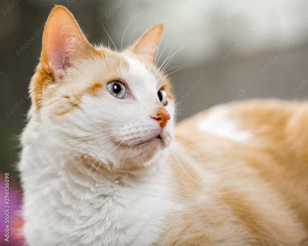 white and ginger cat