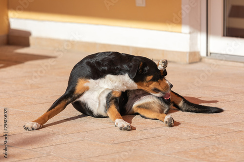Dog is cleaning itself.Appenzeller Mountain Dog licking