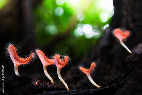 PINK BURN CUP in tropical rain forests.red Mushroom Champagne Cup photo