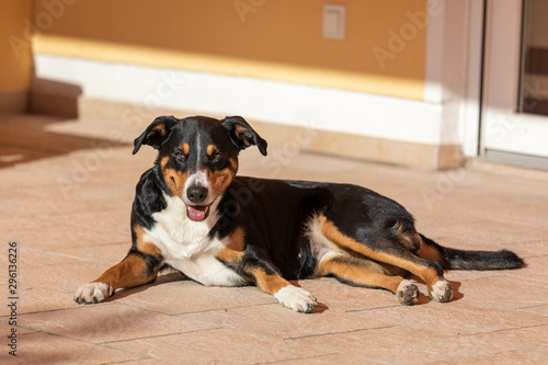 Cute dog on the floor, Appenzeller Sennenhund © Vince Scherer 