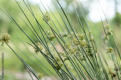 Juncus effusus plant of the family Juncaceae, in nature, selective focus, blurred background