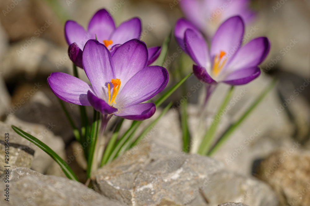 Fototapeta premium Elfenkrokus