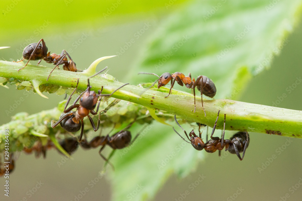 Foto de Ant and aphids. In the symbiosis between ant and aphid, the