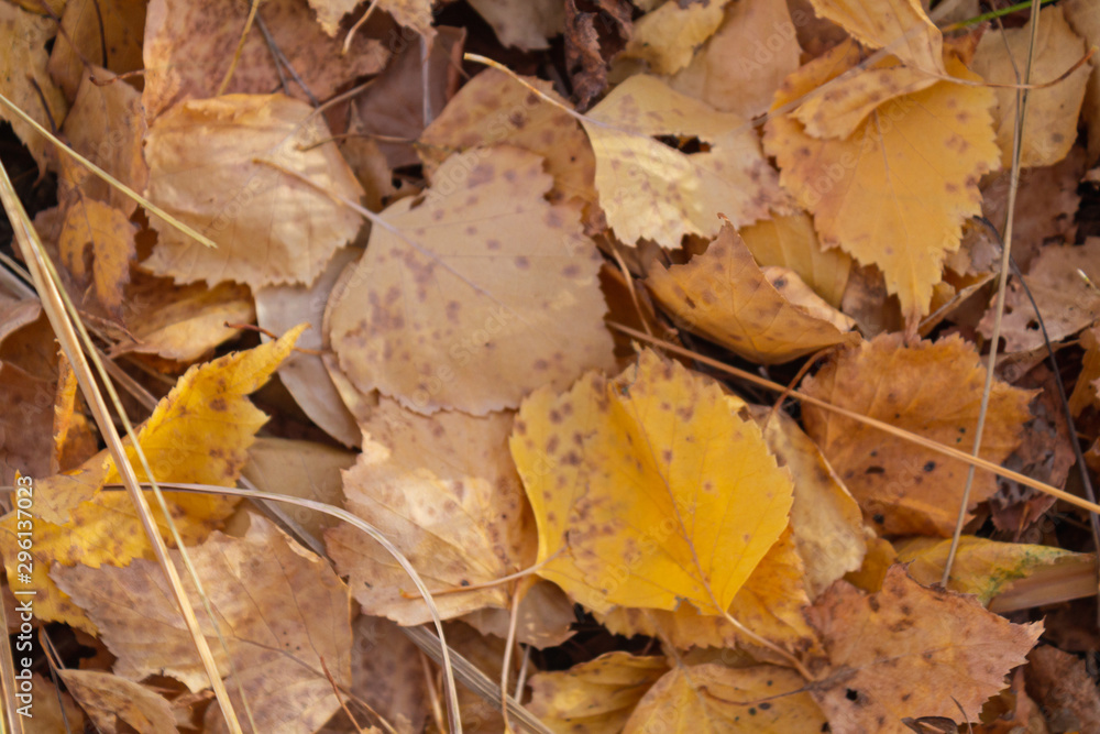 Autumn fallen leaves. October. November. Autumn fallen leaves. October. November.