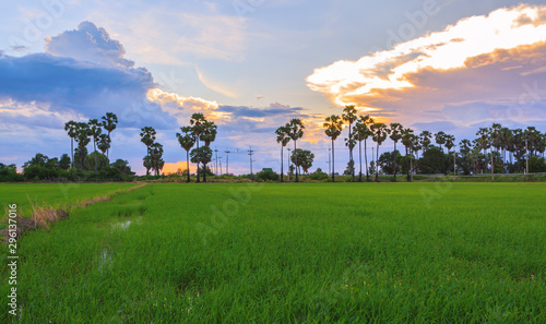 Beautiful landscape of tropical green rice paddy farm at sunset