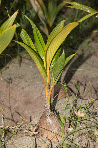 young Coconut palm with fruits