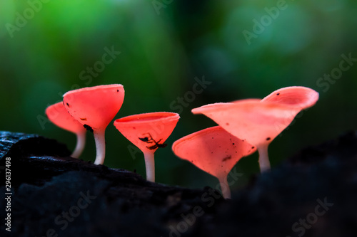 PINK BURN CUP in tropical rain forests.red Mushroom Champagne Cup photo