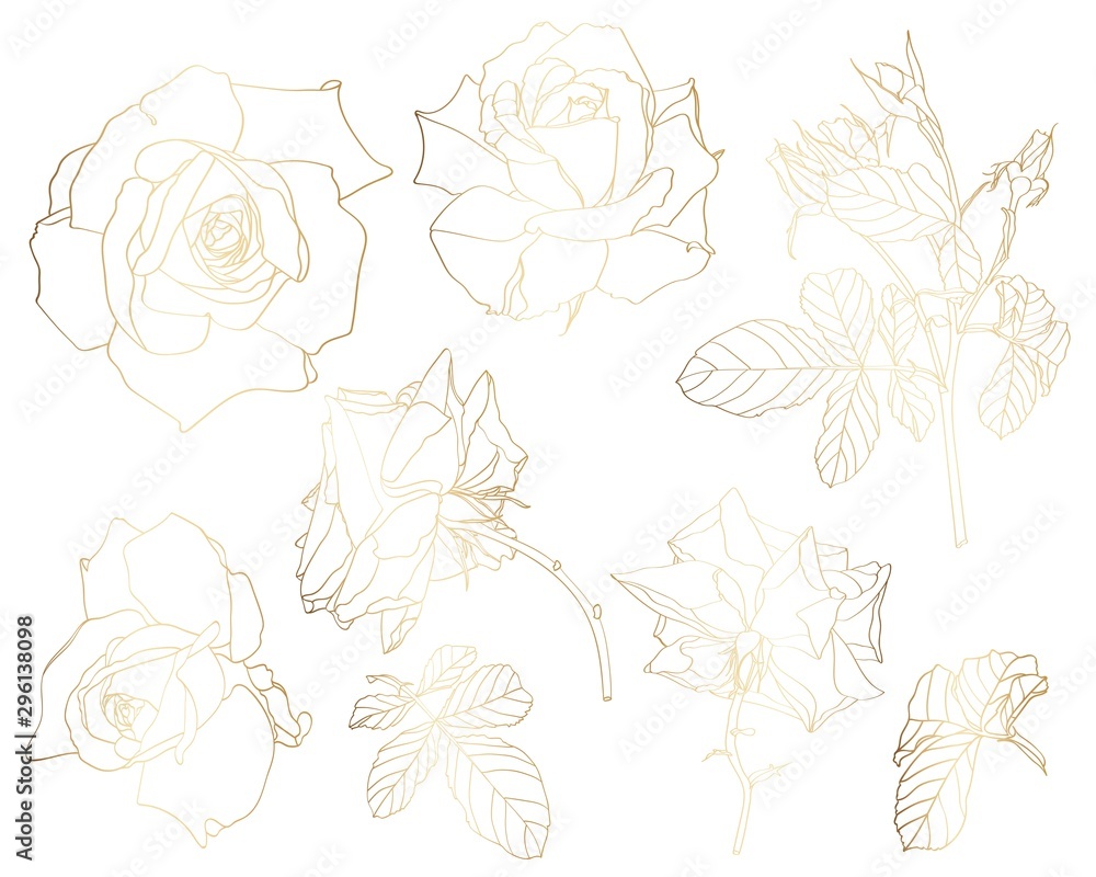 Sketch Floral Botany Collection. Golden roses flower, leaves and buds drawings. Line art on white backgrounds. Hand Drawn Botanical Illustrations.