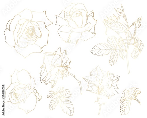 Sketch Floral Botany Collection. Golden roses flower, leaves and buds drawings. Line art on white backgrounds. Hand Drawn Botanical Illustrations.