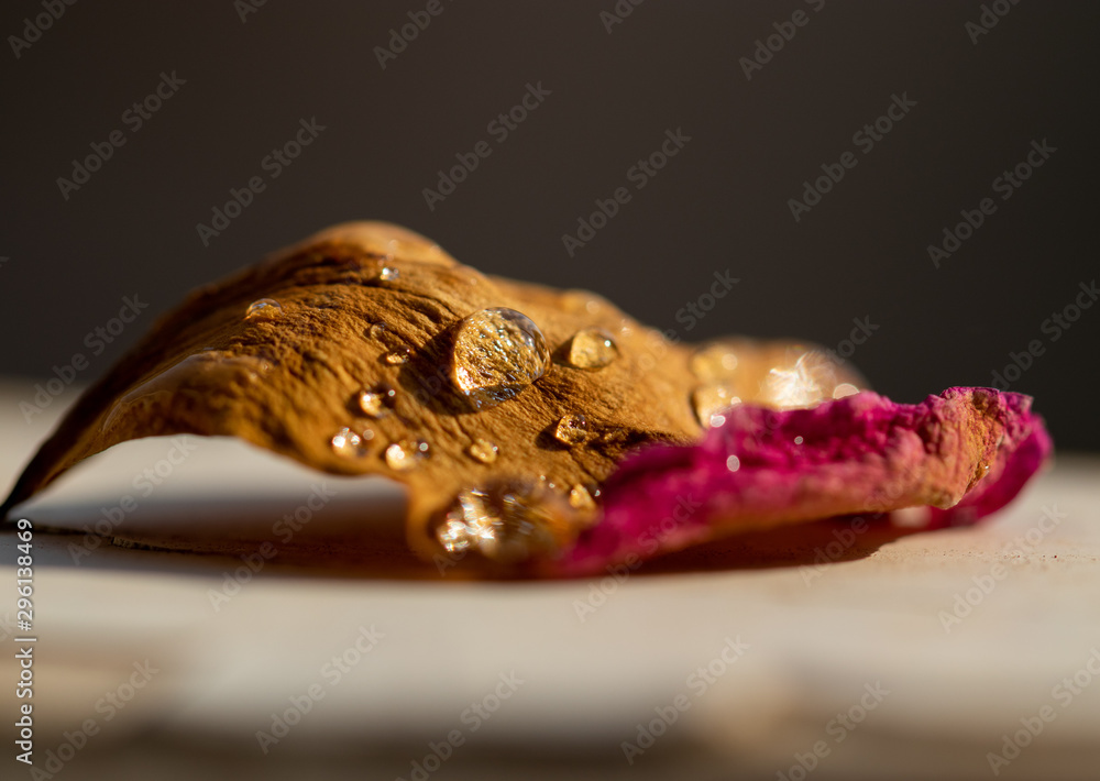 Fototapeta premium Rose leaf and water drops