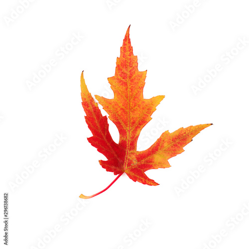 Beautiful red-yellow autumn leaf on a white isolated background