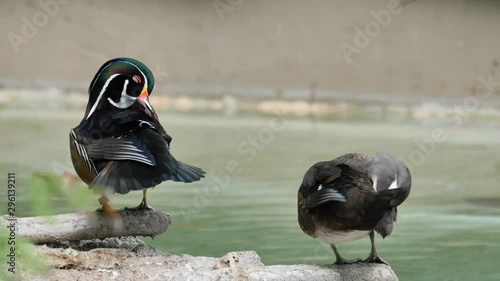 Male and female wood ducks preening 4K
