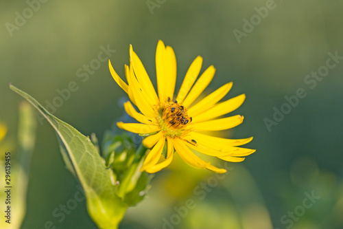 Silphium perfoliatum, is a species of flowering plant in the family Asteraceae, native to eastern and central North America. Silphium perfoliatum flower, selective focus.