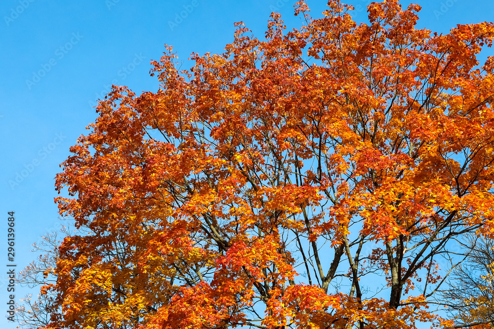 yellow tree and blue sky in autumn yellow tree and blue sky in autumn