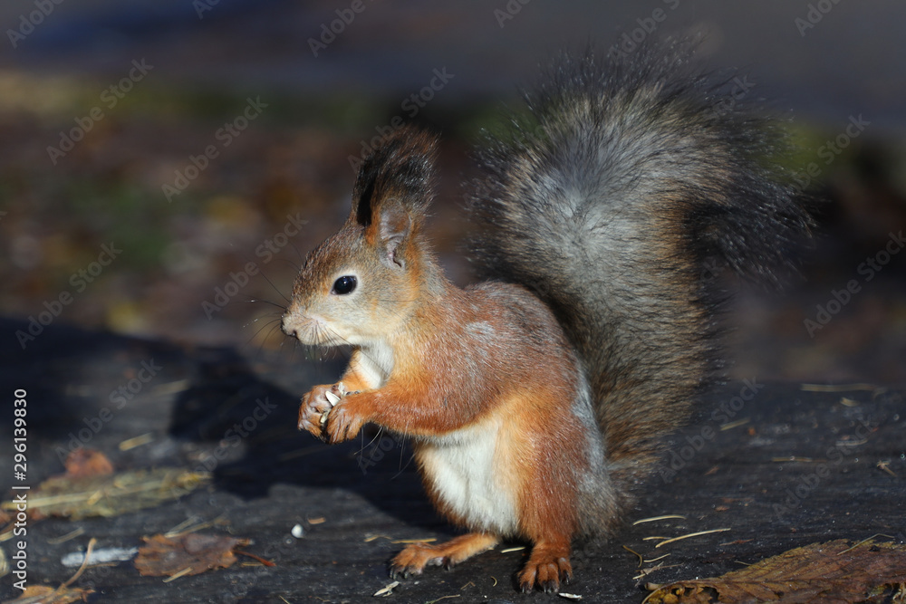Fototapeta premium cute red squirrel in the park