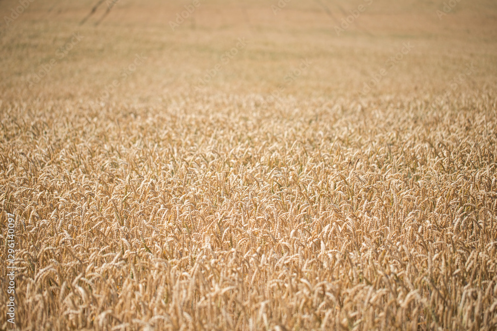 Field of ripe wheat before harvest on sunny summer day. Many spikelets of wheat before harvesting. wheat on the field during ripening. Field of ripe wheat before harvest on sunny summer day. Field of ripe wheat before harvest on sunny summer day. Many spikelets of wheat before harvesting. wheat on the field during ripening. Field of ripe wheat before harvest on sunny summer day.
