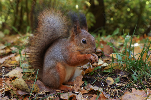 cute red squirrel in the park