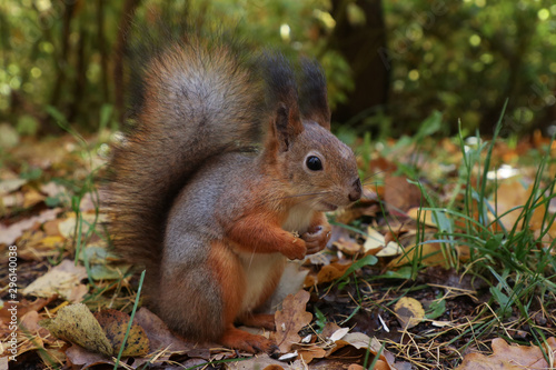 cute red squirrel in the park