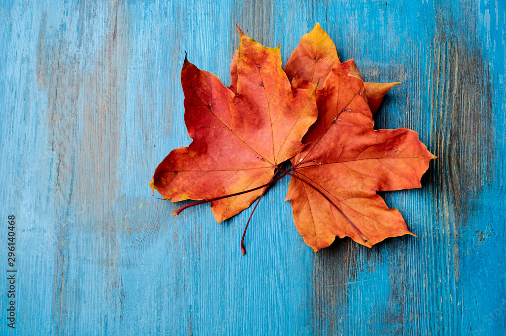 Obraz premium Colorful vertical frame of fallen autumn leaves