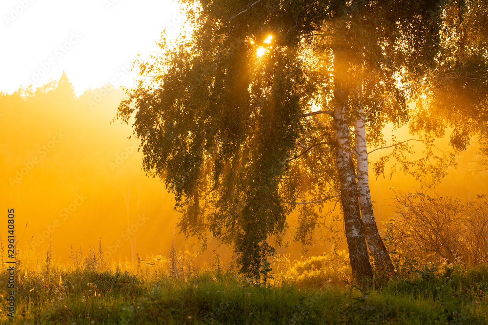 Scenic summer background: sun rays breaking through a beautiful birch tree surrounded by haze Scenic summer background: sun rays breaking through a beautiful birch tree surrounded by haze