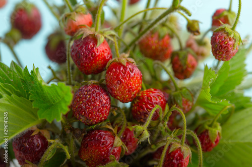 Red fragaria or wild strawberries. Wild strawberry. Growing organic wild strawberry. . Natural organic healthy food concept. Close-up.