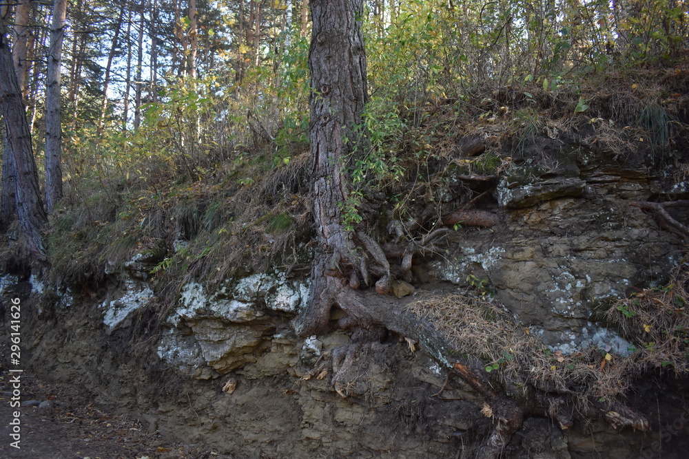 Fototapeta premium Roots in the forest