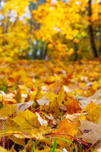 Wonderful autumn landscape with beautiful yellow and orange colored leaves, close up leaf and blurred background, vertical