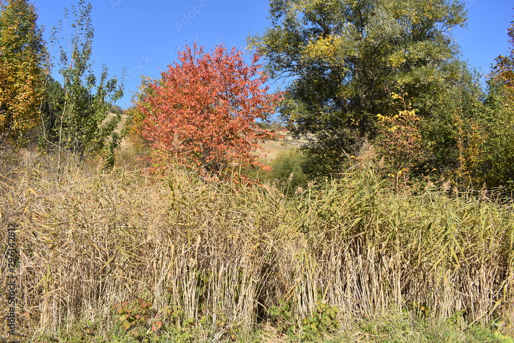 Fototapeta premium Autumn reeds