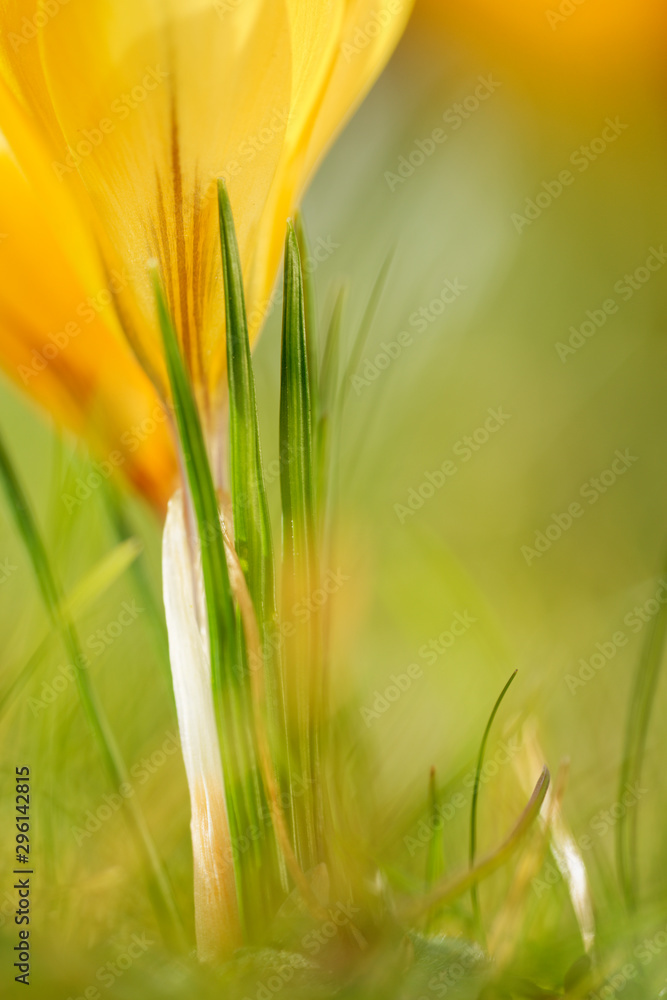 Elfenkrokus Elfenkrokus