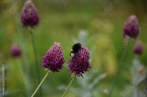 Blütenstand mit Hummel