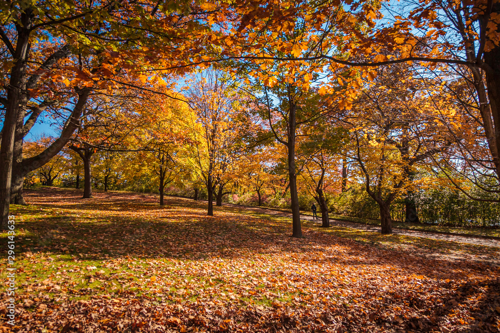 High Park, Toronto, Canada - The trees with bright orange leaves  offer a gorgeous landscape during the autumn season