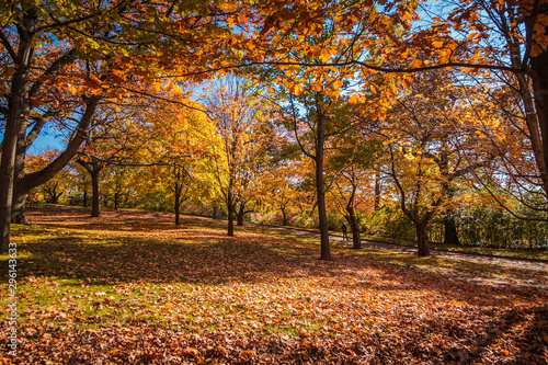 High Park  Toronto  Canada - The trees with bright orange leaves  offer a gorgeous landscape during the autumn season