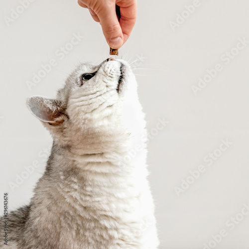 Foto Funny light grey cat want to eat from hand of owner the treat