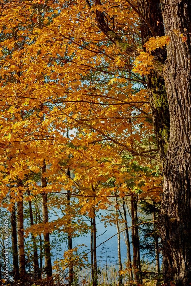 Fototapeta premium Maple yellow leaves