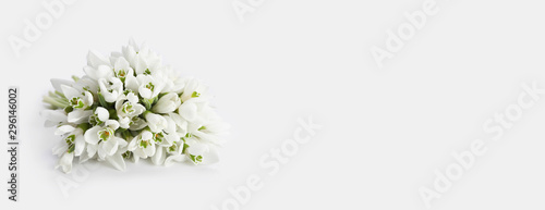 Photos spring snowdrop flower