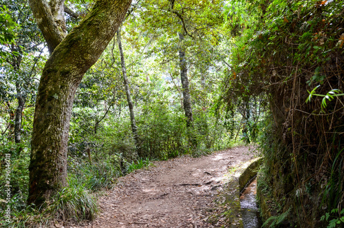 Hiking path in the forest during Levada dos Balcoes Trail in Madeira, Portugal. Irrigation system canal with a stream of water. Green trees around the way. Trekking in the wood
