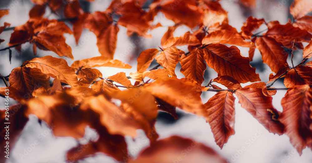Orangenes/rotes Laub im Winter Orangenes/rotes Laub im Winter