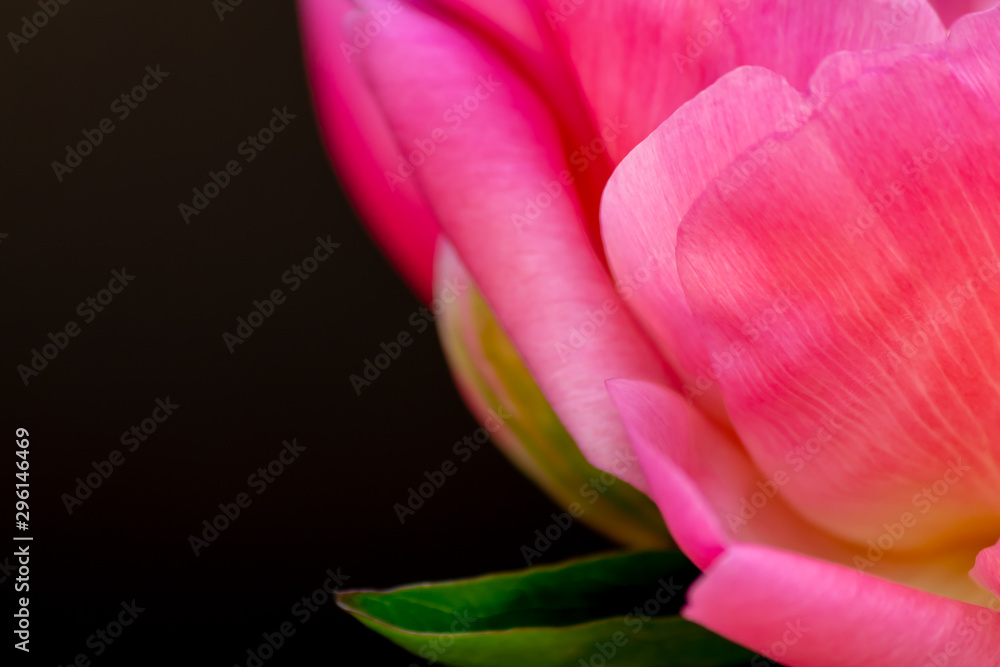 Close Up Pink Flower on Black Background 