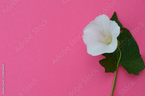Beautiful white flower on pink background. Floral composition