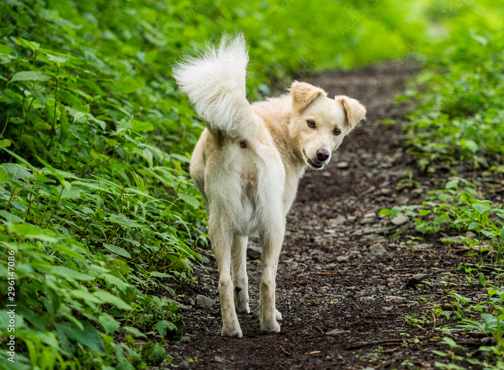 white pet dog walking a Himalayan jungle trail