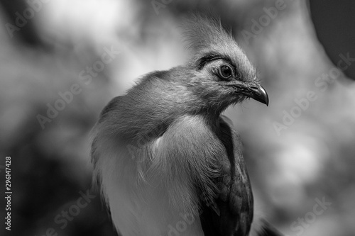 cute birds in the central park zoo in New York city black and white image