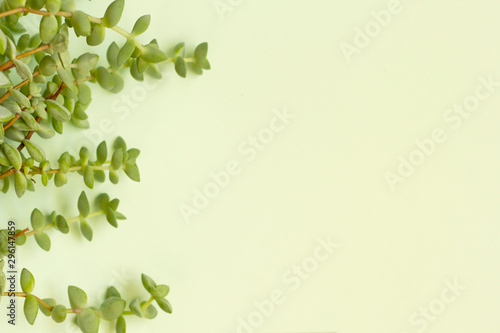 Fresh, natural background withh exotic succulent plant as a border