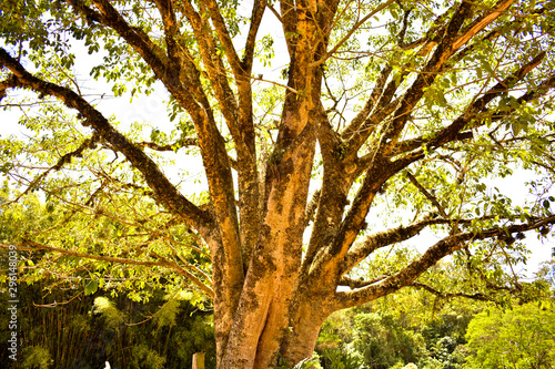 árvore pau-brasil