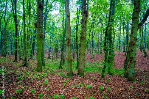 Herbst im Wald