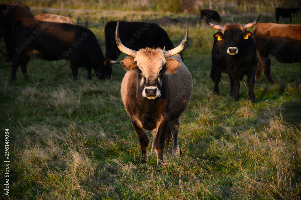 Heckrind Auerochse Nutztier Rückzüchtung Hemer Deutschland Naturschutzgebiet urwüchsig ursprünglich Hörner zottelig Abendlicht Herde Sauerland Park Weide grasen starren Heckrind Auerochse Nutztier Rückzüchtung Hemer Deutschland Naturschutzgebiet urwüchsig ursprünglich Hörner zottelig Abendlicht Herde Sauerland Park Weide grasen starren
