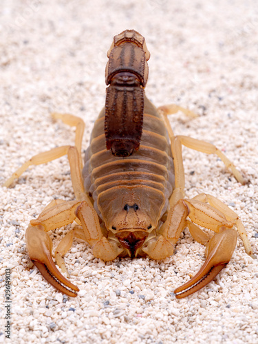Highly venomous fattail scorpion, Androctonus australis, on sand, facing the camera. This species from North Africa and the Middle East, is one of the most dangerous scorpions