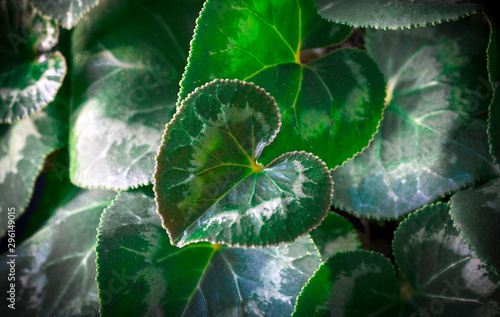 Green leaves pattern background  Natural background and wallpaper