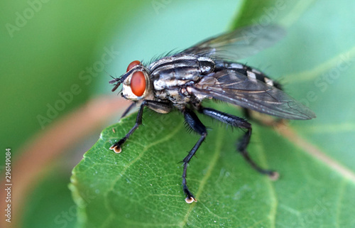 Fliege © Monika