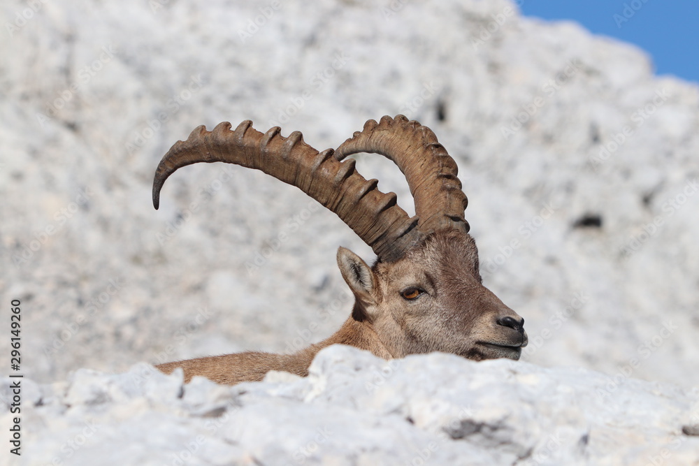 Ibex showing his big horns