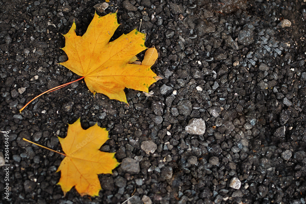 Two yellow autumn maple leaf laying on the dark grey black ground flat lay top view with free copy space on the left. Season fall with orange color Two yellow autumn maple leaf laying on the dark grey black ground flat lay top view with free copy space on the left. Season fall with orange color